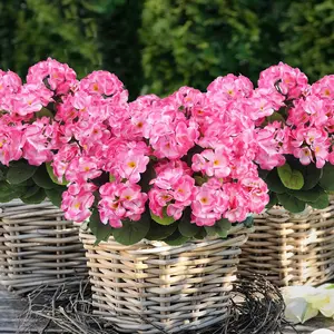 6 Bundles Outdoor Artificial Geraniums Flowers, Silk Geranium Flowers Plants, UV Resistant Artificial Fake Plants for Home & Garden, for Weddings, Engagements, and Holidays, Kitchen Garden Table Centerpieces Indoor Decor, Vase, Spring & Summer Decor