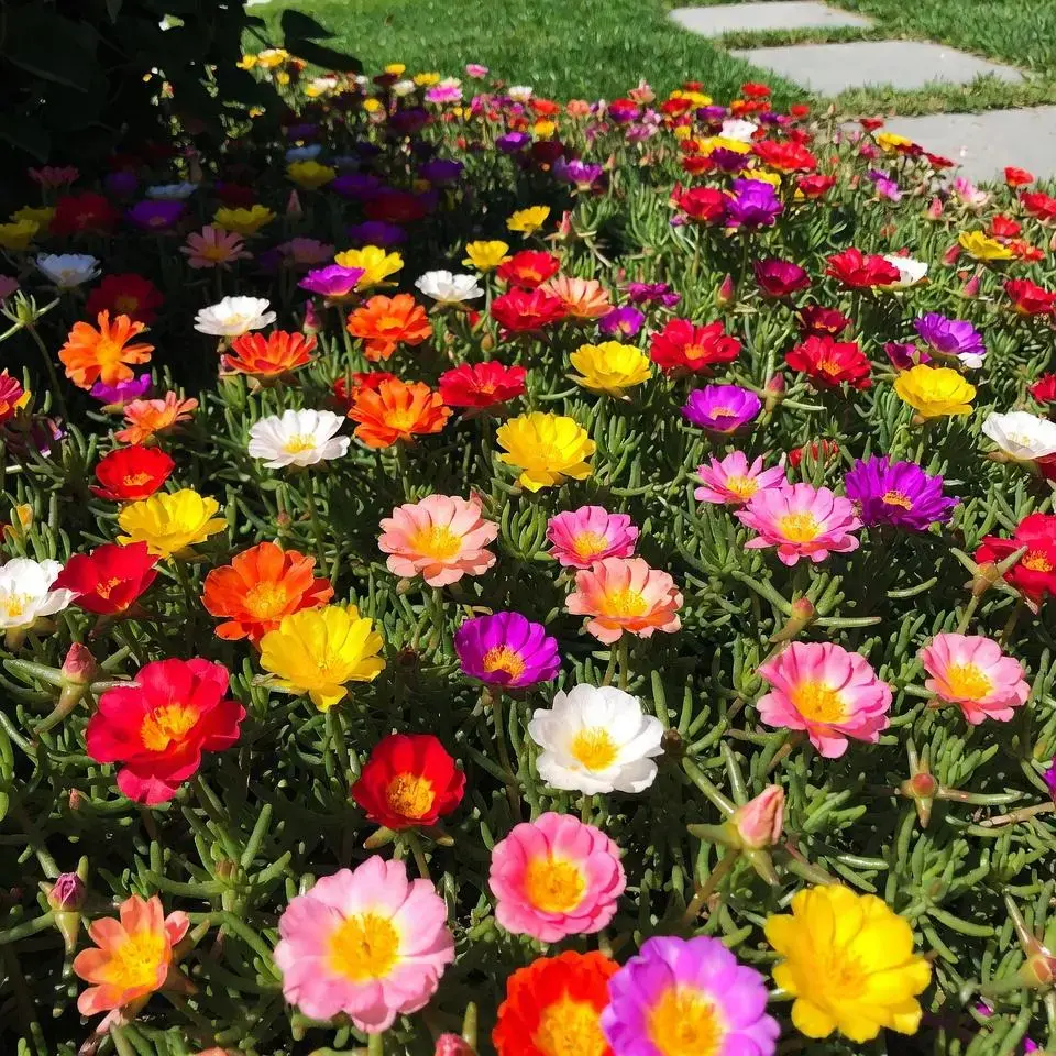 10,000 Non-GMO Double-Flowered Moss Rose Portulaca Seeds - Vibrant Mixed Colors Drought-Tolerant Low Maintenance Outdoor Flowers for Containers, Hanging Baskets (Hanging Plant, Colorful Decorative), Hanging Plant Flowers