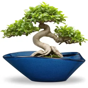 Bonsai Tree Pot - Ceramic Planter Pot with Drainage Hole 12 Inch Bonsai Pots Decorative Orchid Succulent Plant Pots for Indoor Outdoor Plants Blue
