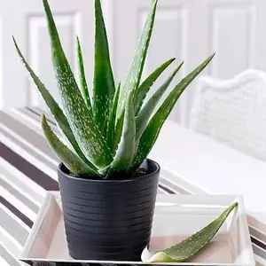 Live Aloe Vera Succulent Aloe Barbadensis Low Maintenance Succulent Fully Rooted in 4" Pot Succulent Plant