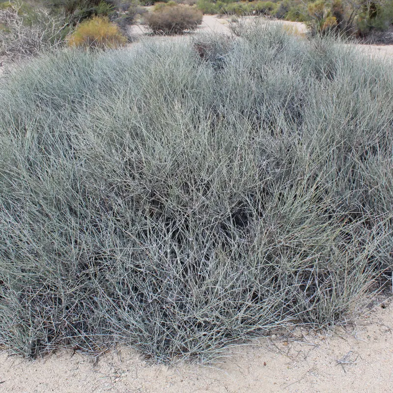Nevada Jointfir Seeds (Ephedra nevadensis) – Hardy desert shrub used in traditional herbal teas. Perfect for xeriscaping and drought-tolerant gardens.