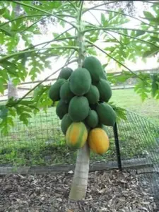 10+ Very Fresh Rare! Dwarf Waimanalo Papaya! Tropical Fruit Tree Seeds Plant