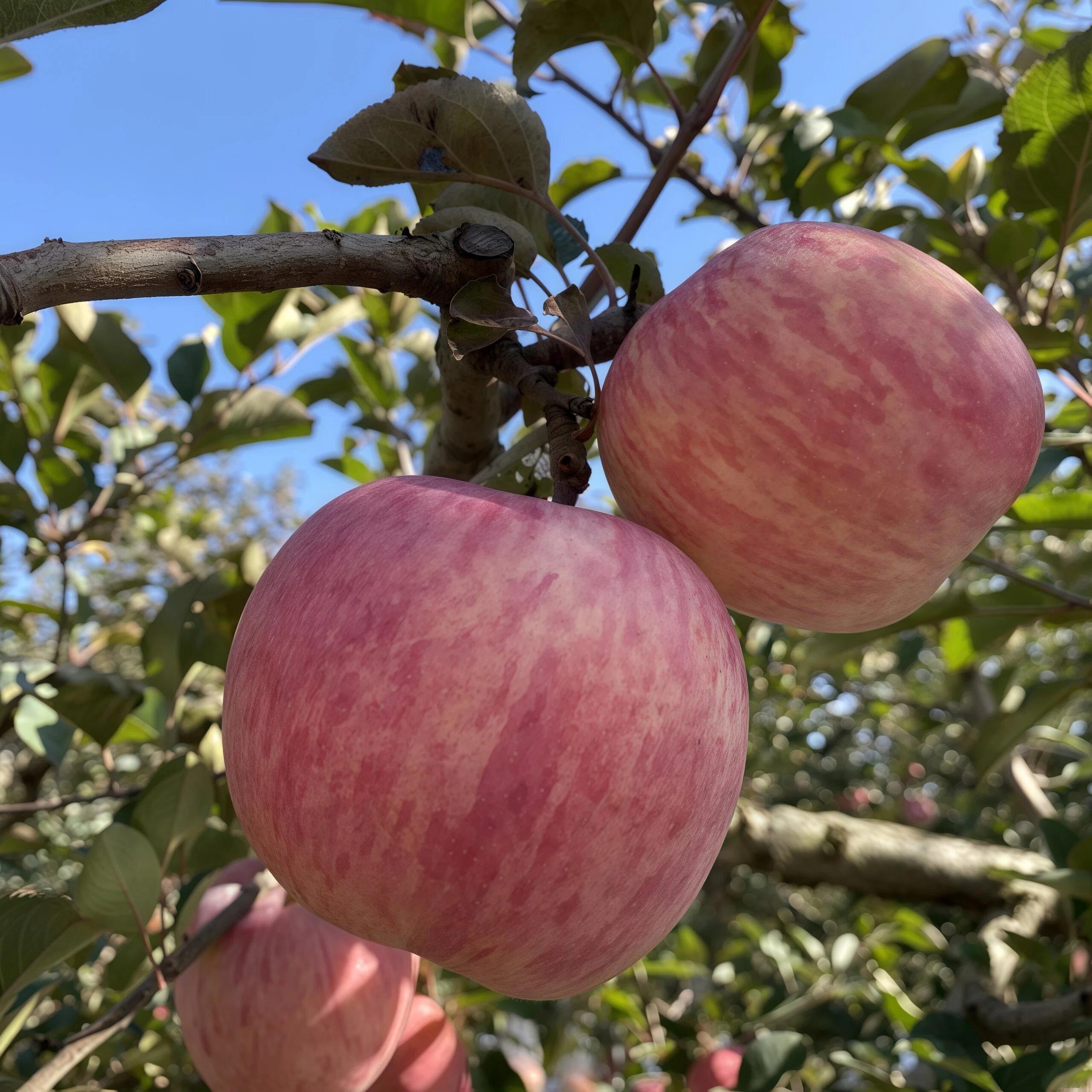 Cold Hardy Apple Tree for Home Garden │ Bare Root with Strong Roots │ Perennial Fruit Plant for Patio or Yard Sapling Non-GMO Compact