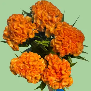 Cockscomb Queen Orange celosia seeds