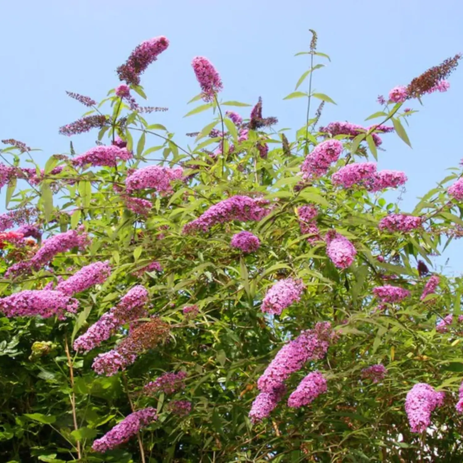 RAMDOM Butterfly Bush Live Plant 4 to 6 Inch tall Buddleia Bush Outdoors Garden