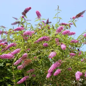RAMDOM Butterfly Bush Live Plant 4 to 6 Inch tall Buddleia Bush Outdoors Garden