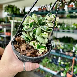 Hoya compacta / rope variegata - 4" pot