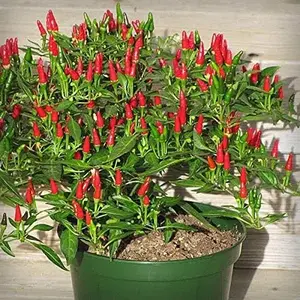 Small Thai Chili Hot Pepper Seeds - Hot Heirloom Chili from Thailand(25 - Seeds)