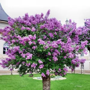 50+ Garden-ready Lilac Tree Seeds - Heirloom, Non-gmo Flower Seeds Perfect for Landscaping and Bonsai Specimens