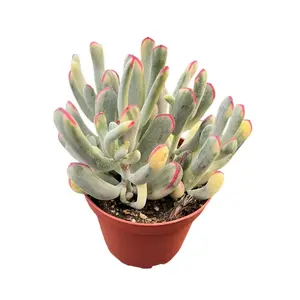 Rare Live Succulent Plants, Fully Rooted in 4in Planter, Cotyledon Orbiculata cv. Long Leaf Variegated, Gift Idea, Low Water, Easy to Care