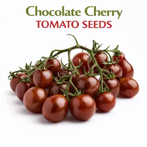 Chocolate Cherry Tomato Seeds - 25 Seeds, Indeterminate, Drought Resistant, Suitable for Container & Outdoor Gardening, All Seasons