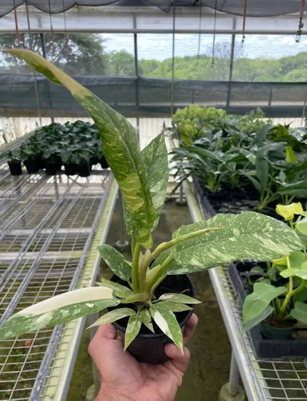 4" Rare Hybrid Philodendron Variegated Ring of Fire
