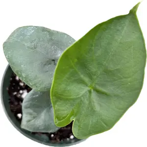 Alocasia 'Blue Dragon' - seedling