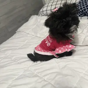 XPUDAC 4-Piece Cute Dog Dress Shirt, Summer Clothing for Small Girl Dogs, Pet Costume & Outfits Inspo Apparel for Cats