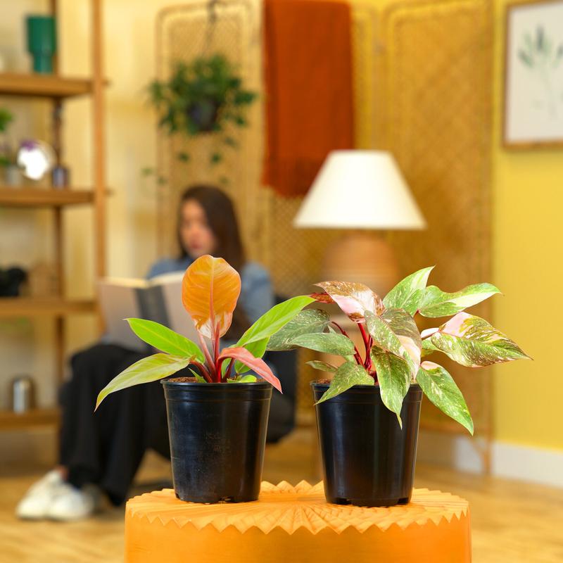 Philodendron | medium