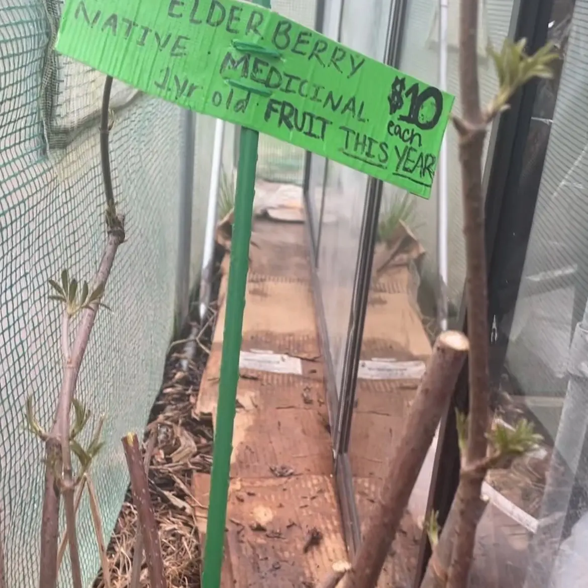 Native Elderberry Plant
