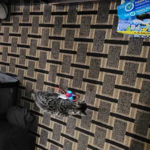 USB Rechargeable Interactive Cat Toy Ball, 1 Count Automatic Pet Exercise Toy, Motion Activate Electric Cat Toy, Pet Supplies for Indoor Outdoor Use, Valentine's Day Gift