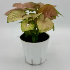 Strawberry Cream Syngonium, Pink Syngonium, Arrowhead Vine, Beginner Friendly Live Houseplant