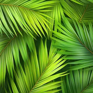 Palm Grove Backdrop - Durable Rigid Boards & Flexible Vinyl Rolls for Photographers and Creators