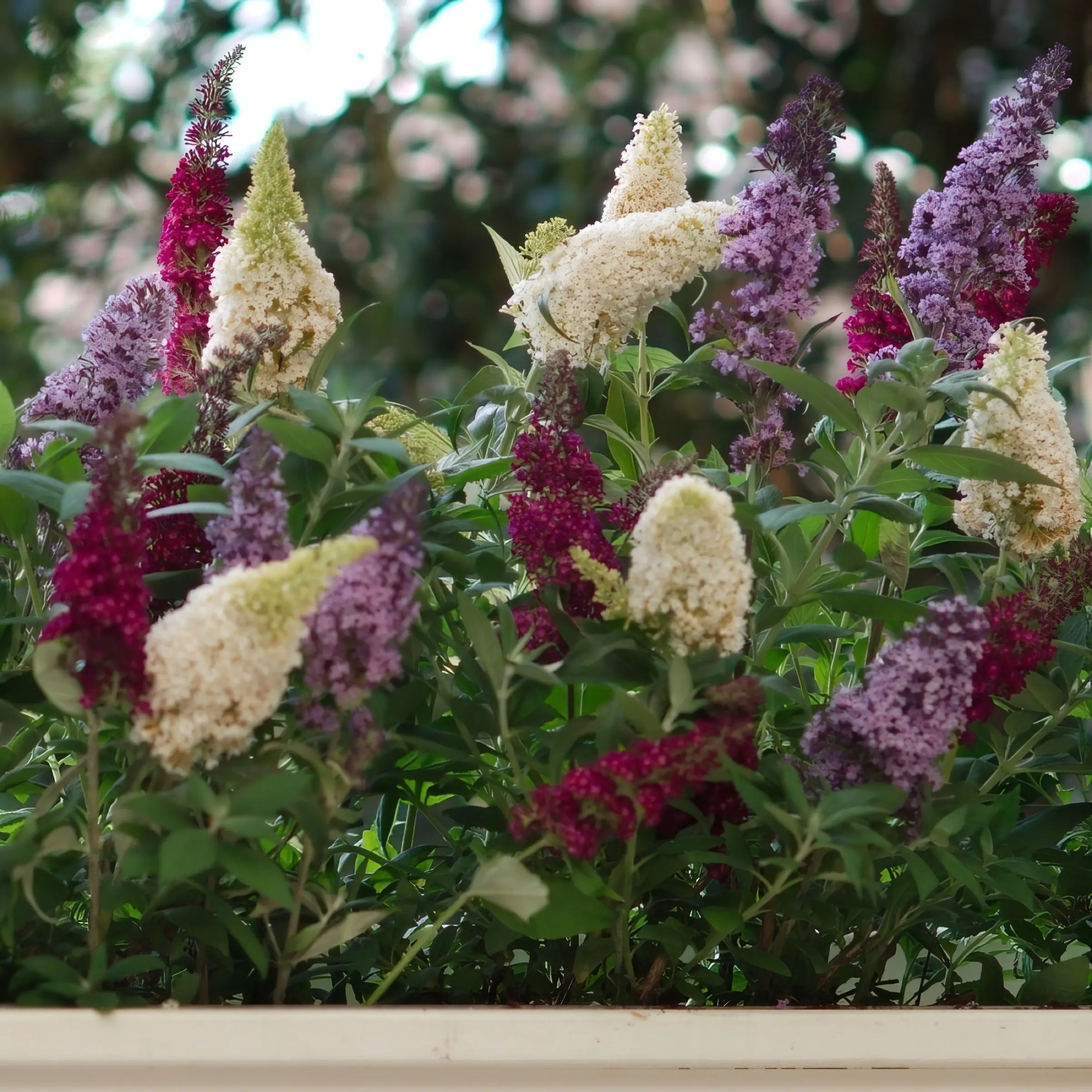 Butterfly Bush Buddleia 'Triple Treat' - 4" Pot, All Seasons Plant, Lavender Blooms with Honey-Like Scent for Beauty and Fragrance