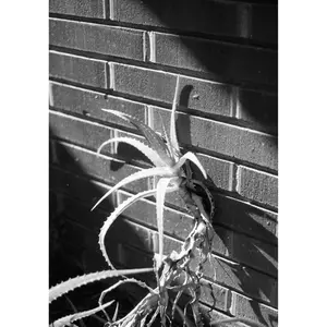 Photosynthesis Series - Random Mystery Print