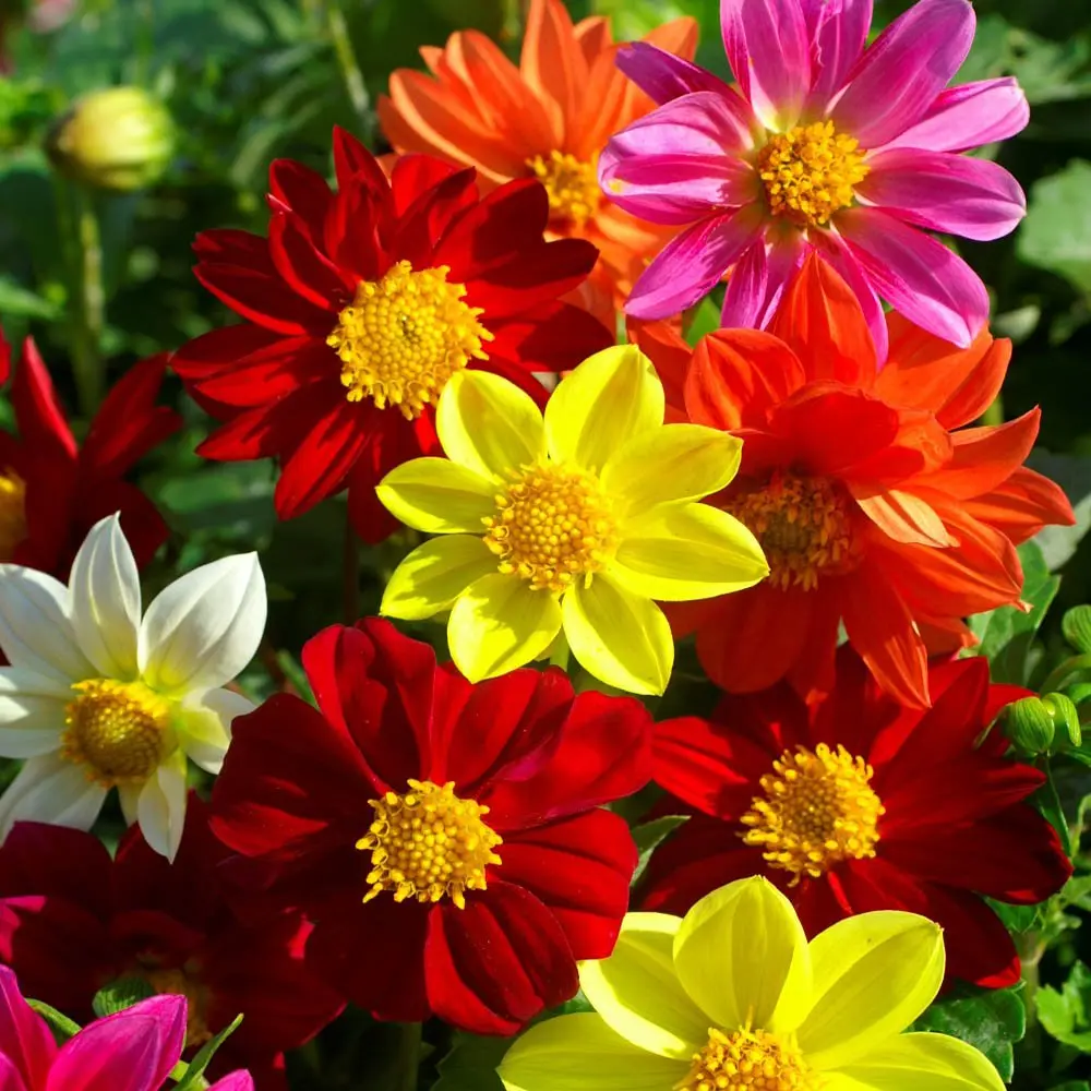 1000+ Dahlia Mix Seeds, MINI Dahlias for home gardening, Non-GMO heirlooms, great for beginners, attracts pollinators.