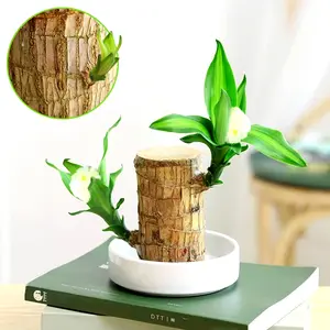 Tabletop Delight: Brazilian Lucky Wood Potted Hydroponic Plant with Decorative Tray and Doll Flower Decoration Modern