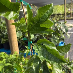 Passion Fruit Vine 6” Pot – Live Tropical Fruit Plant | Passionflower (Passiflora) | Edible Fruit | Outdoor/Patio Climbing Plant