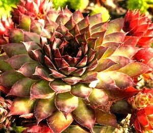 Dynamo Succulent - Hens and Chicks Sempervivum Plant - 4 inch pot