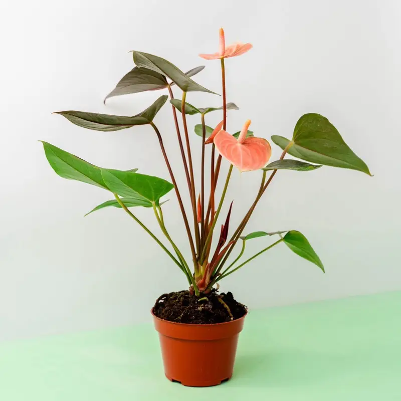 Anthurium “Rainbow Champion” - 4 Inch Pot