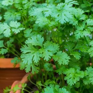 Leisure Splits Cilantro Seeds (Coriandrum sativum) Slow-bolting cilantro ideal for leaf harvest. Bright, citrusy flavor perfect for cooking. Easy to grow in gardens or pots.