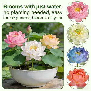 20 Mixed Color Bonsai Lotus Seeds for Ornamental Ponds & Home Planting Easy to Plant All Seasons Open Mouth Bowl Variety Ideal for Beginners