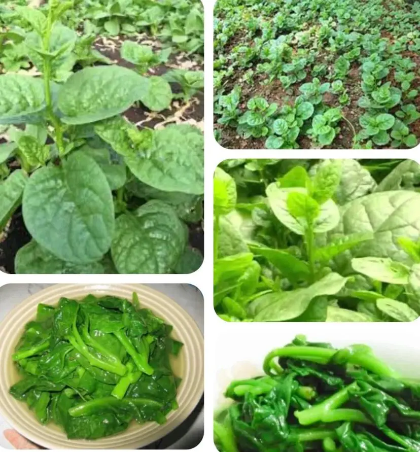20 to 500 Green Stem Malabar Spinach Alugbati Seeds for Planting - Mong Toi Poi Sang Ceylon seeds