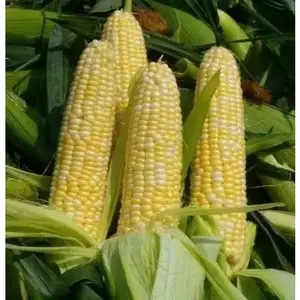 Sweet G90 , CORN SEED , Garden Vegetable