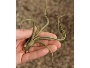 Air Plant Baileyi        