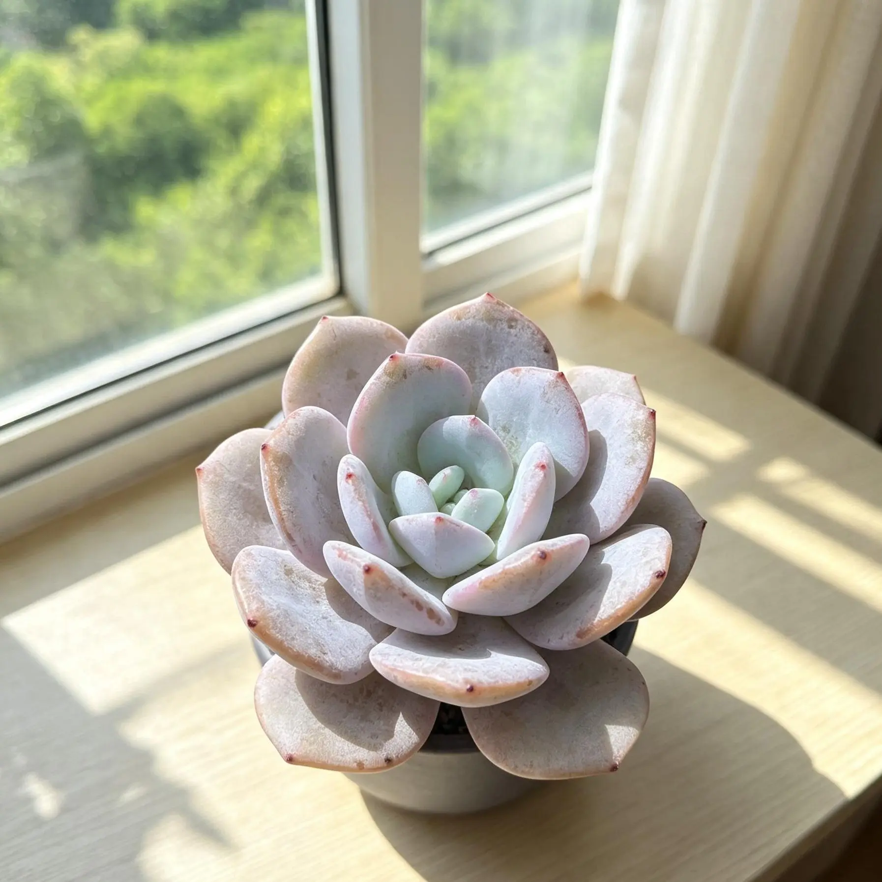 Echeveria 'Milk Tea' Live Succulent Plant – Rare Colorful Succulent, Bare Root (No Pot), Easy Care, Beginner Friendly, Indoor Plant, Home & Garden Decor, Plant Lover Gift
