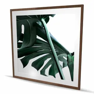Begin Home Decor C1FM4848UOJMGU 48 x 48 in. Monstera Deliciosa Framed Matted Print Wall Art - Home Decor Art