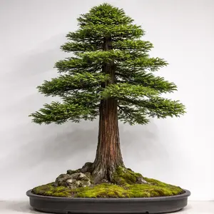30 California Coast Redwood Seeds Giant Sequoia Bonsai
