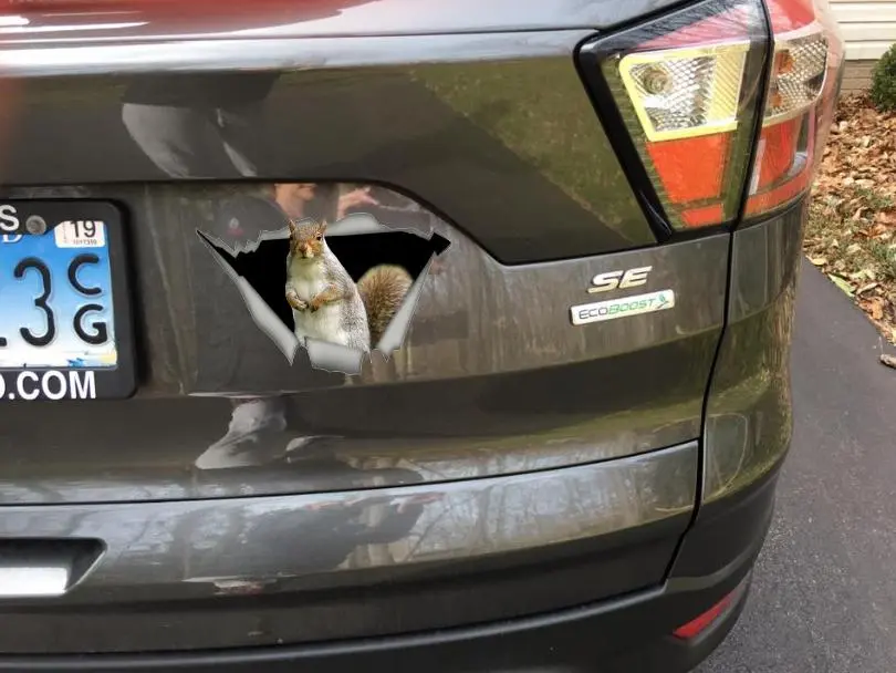 Squirrel Car Sticker Vinyl Decal DecalIO1