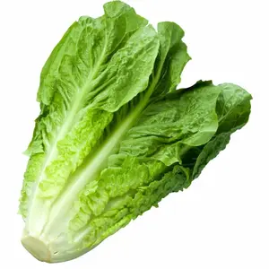 1200+ Romaine Lettuce Seeds | Non-GMO Lettuce Seeds