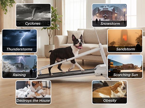 Dog Treadmill, 2-in-1 Pet Treadmill for Dogs, 2.5HP Quiet Motor Dog Running Machine with Remote, Indoor Dog Exercise Wheel for Small Medium Large Dogs, Dog Fitness Equipment for Home Use