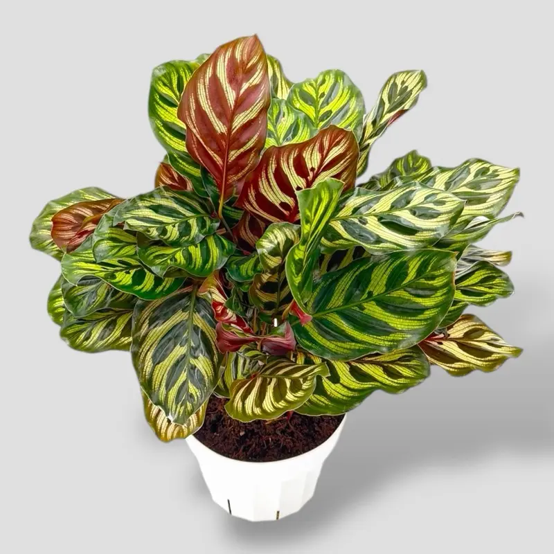 calathea lancifolia care - TikTok Shop
