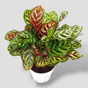 Calathea Peacock 6” - Pet Safe Tropical Prayer Plant