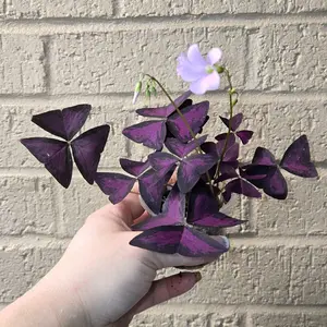 purple shamrock oxalis purple shamrock oxalis