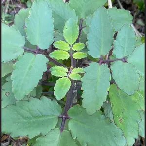 Leaf of Life Plant Leaf of Life Plant
