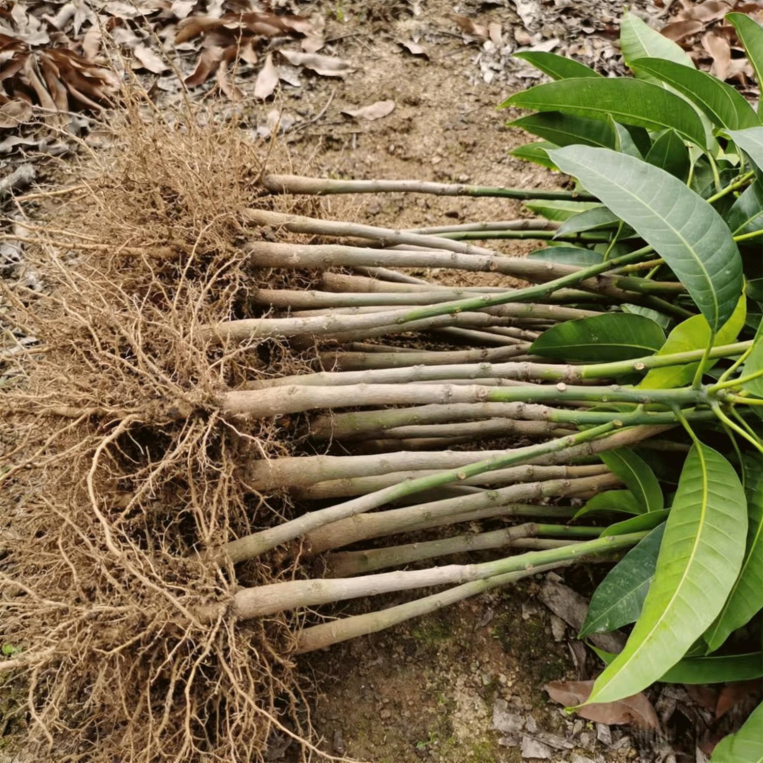 Live Mango Tree Plant Seedling | Beginner Friendly Fruit Tree for Backyard Garden | Tropical Home Gardening Plant