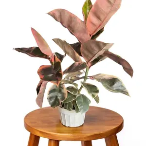 6" XL Ruby Rubber Tree (Ficus Tineke), Live Houseplant, Indoor Plant