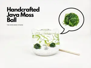Cat Java Moss Ball Terrarium DIY Craft Kit Mother's Day Gifts Office Desk Accessories Plant Decor Cat Lover's Gift for Her Girlfriend Gifts