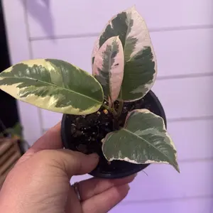 Ficus tineke