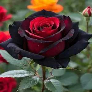 Mix Rose Seeds - 200+ Colorful Flower Rose Plant Seeds for Outdoor Gardening Non-GMO Heirloom Varieties Great Gift for Enthusiasts and Beginners outdoorfun